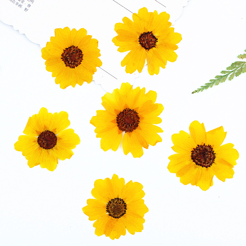 Pressed Flower Frame - 24pcs,Natural Chrysanthemum Real Pressed Flower for