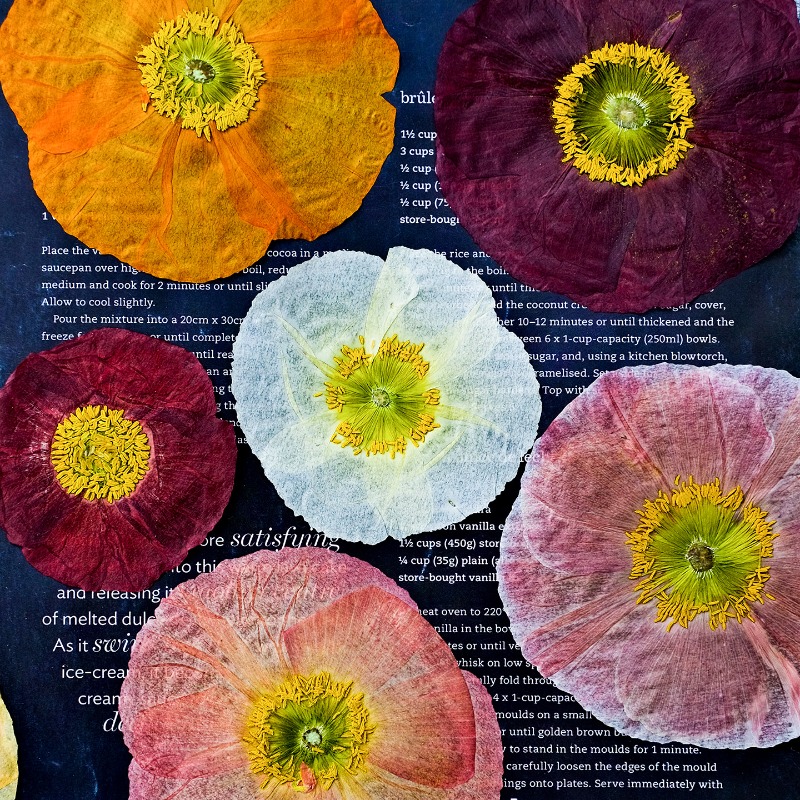 1pcs,Nature Field Poppy Presse - Pressed Flower Frame ulasan dan harga