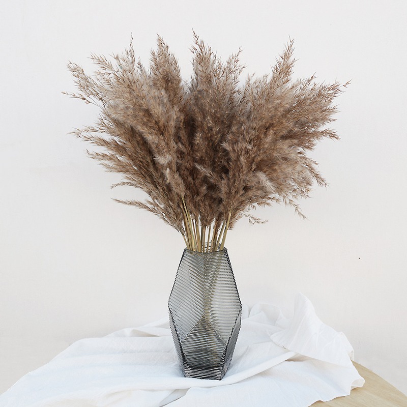 10Pcs Colorful Natural Reeds P - Pampas Grass Decor ulasan dan harga