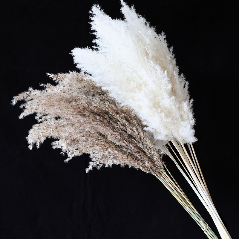 10Pcs Colorful Natural Reeds P - Pampas Grass Decor ulasan dan harga