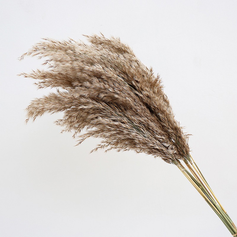 10Pcs Colorful Natural Reeds P - Pampas Grass Decor ulasan dan harga