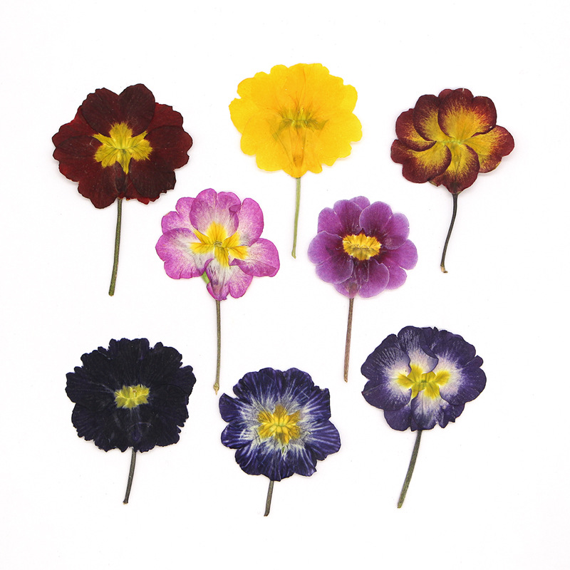48Pcs European Primrose Teachi - Pressed Flower Frame ulasan dan harga
