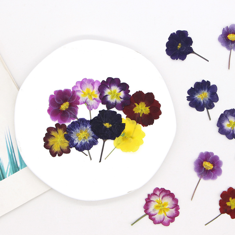 48Pcs European Primrose Teachi - Pressed Flower Frame ulasan dan harga