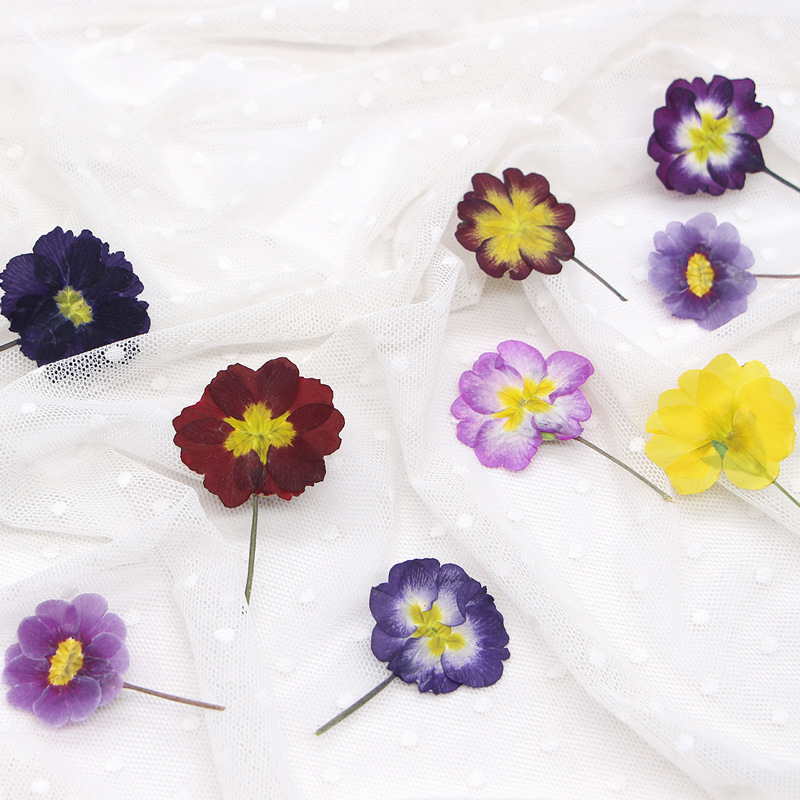 48Pcs European Primrose Teachi - Pressed Flower Frame ulasan dan harga