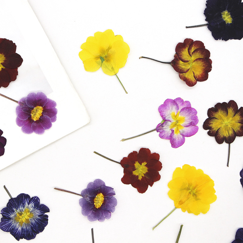 48Pcs European Primrose Teachi - Pressed Flower Frame ulasan dan harga