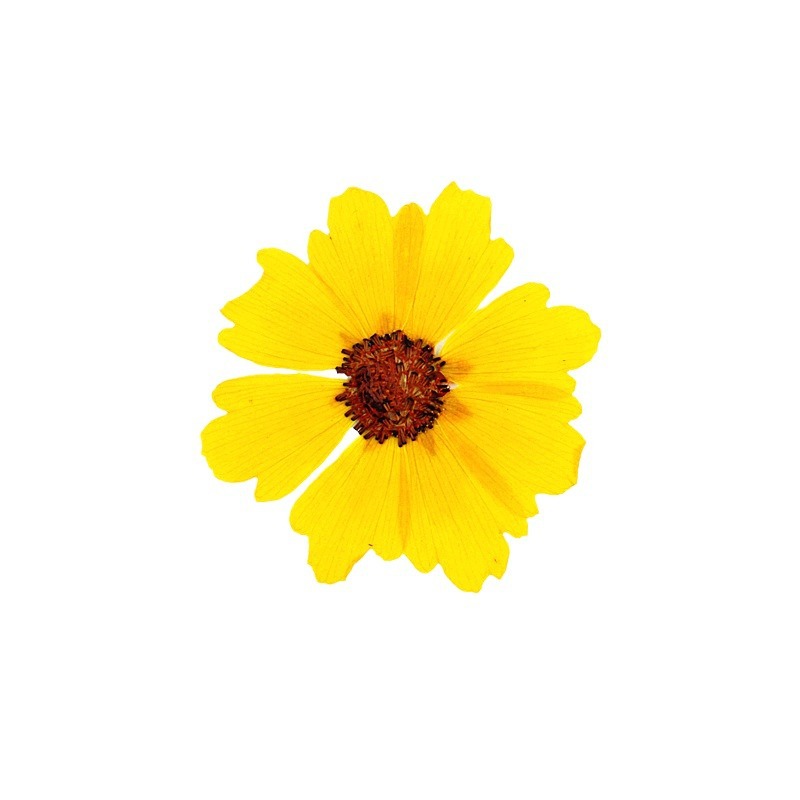 24pcs,Natural Chrysanthemum Re - Pressed Flower Frame ulasan dan harga