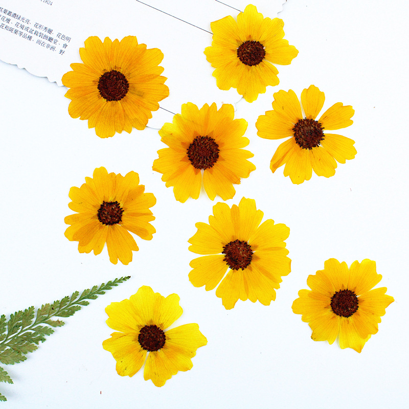 24pcs,Natural Chrysanthemum Re - Pressed Flower Frame ulasan dan harga