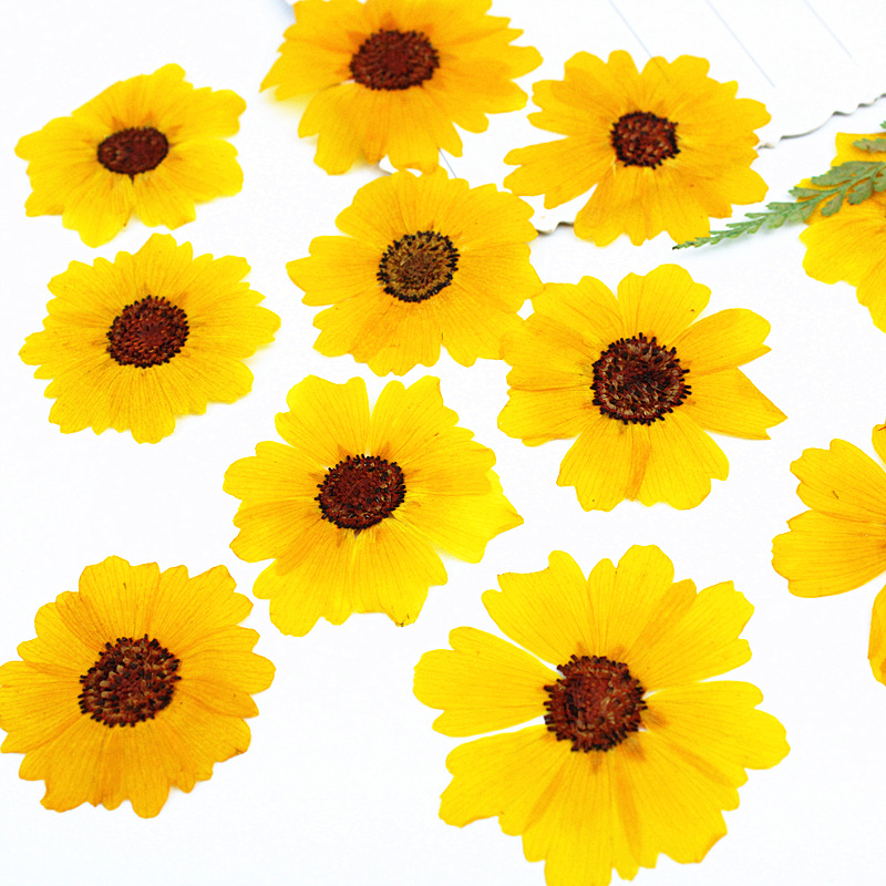 24pcs,Natural Chrysanthemum Re - Pressed Flower Frame ulasan dan harga