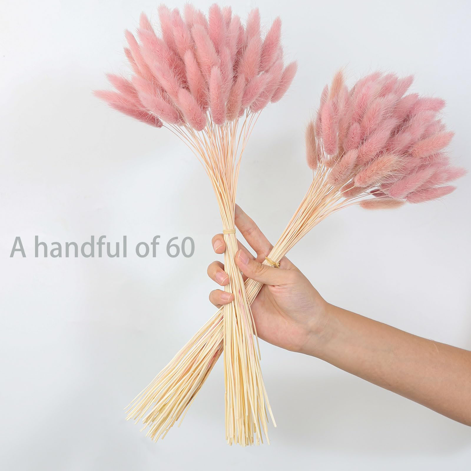 120 Stem Pink Dried Pampas Bun - Pampas Grass Decor ulasan dan harga