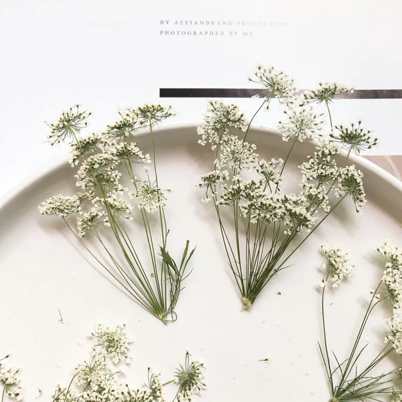 5-7cm/12pcs,Snow Tiny Flowers  - Pressed Flower Frame ulasan dan harga