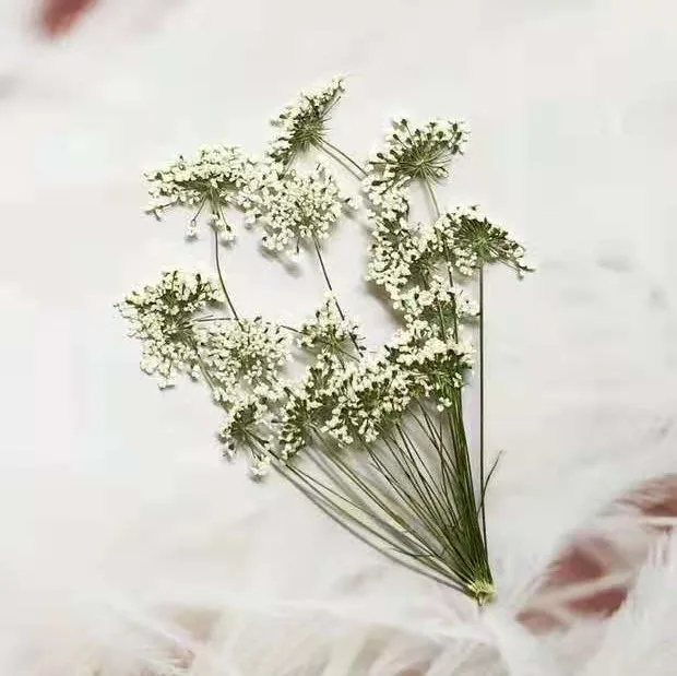 5-7cm/12pcs,Snow Tiny Flowers  - Pressed Flower Frame ulasan dan harga