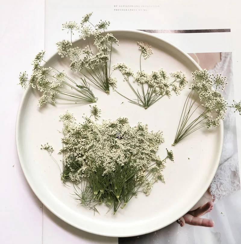 5-7cm/12pcs,Snow Tiny Flowers  - Pressed Flower Frame ulasan dan harga