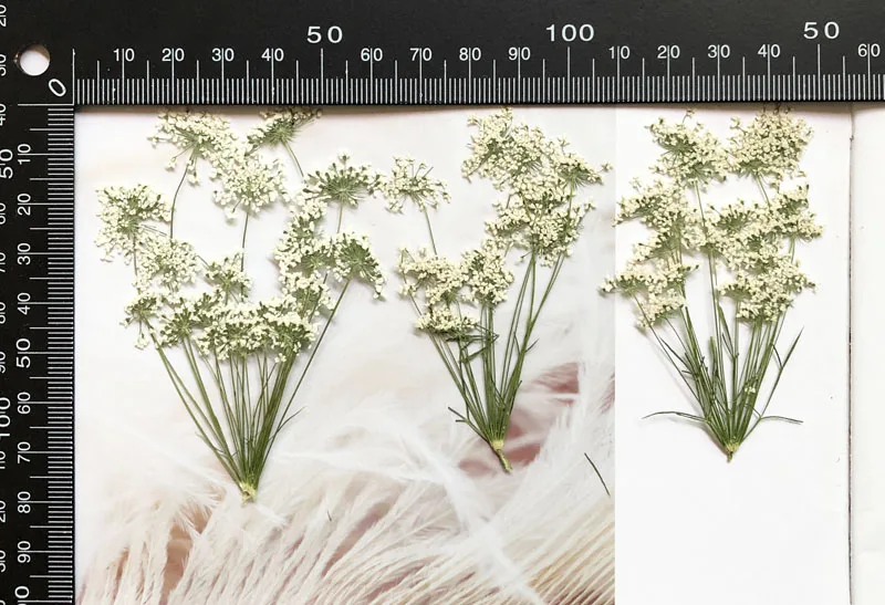 5-7cm/12pcs,Snow Tiny Flowers  - Pressed Flower Frame ulasan dan harga