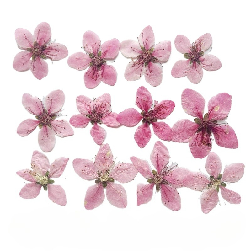 12pcs,Nature Peach Blossom Pre - Pressed Flower Frame ulasan dan harga