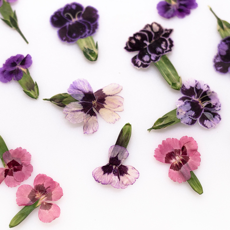 24pcs,Pressed Dried Dianthus F - Pressed Flower Frame ulasan dan harga