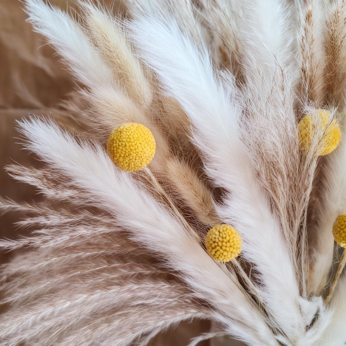 Dried Pampas Grass Bouquet Nat - Pampas Grass Decor ulasan dan harga