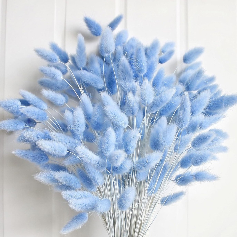 100PCS Blue Hare's-tail Grass  - Pampas Grass Decor ulasan dan harga